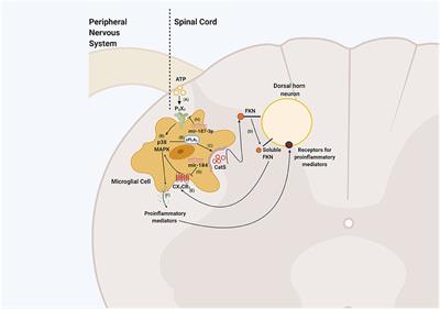 Fractalkine/CX3CR1 Pathway in Neuropathic Pain: An Update